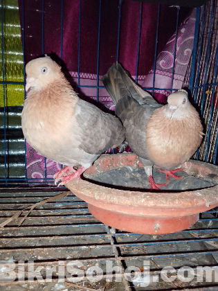 সোয়া চন্দন